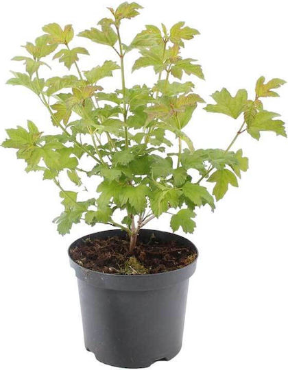Viburnum Opulus 'roseum' 3lt Viburnum Opulus 'roseum' 3lt