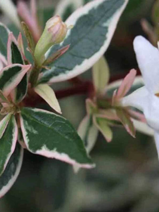 Abelia Chinensis 'variegata' 3lt Abelia Chinensis 'variegata' 3lt