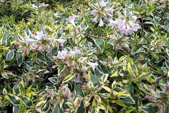 Abelia 'Hopleys' 3lt