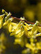 Forsythie Maree D’ 3lt