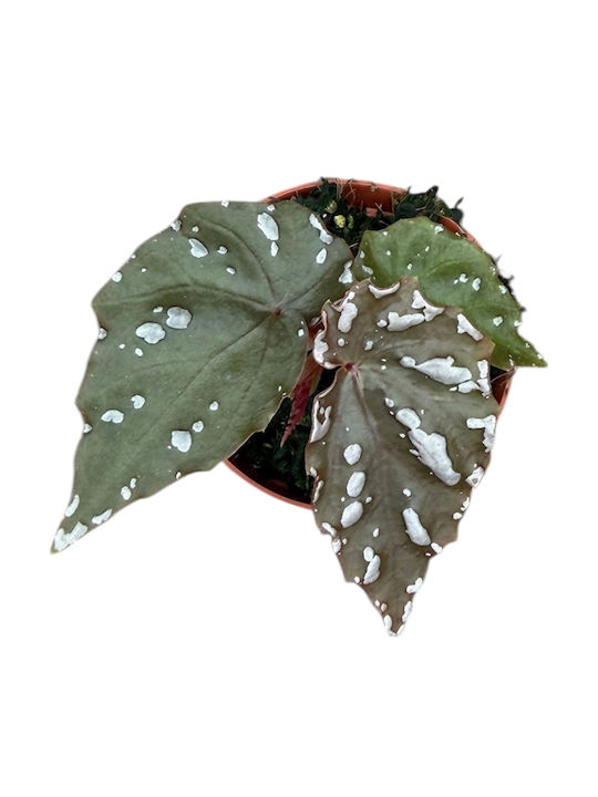 Βιγόνια Begonia Sp Sumatra White Dot Βιγόνια Begonia Sp Sumatra White Dot