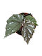 Βιγόνια Begonia Sp Sumatra White Dot
