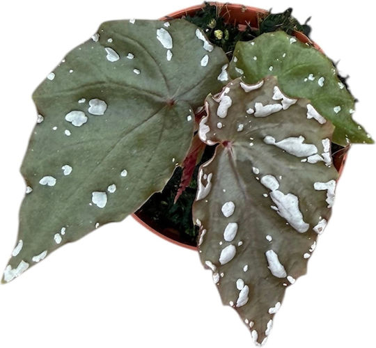 Begonia Sp Sumatra Alb Cu Pete