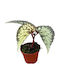 Βιγόνια Begonia Lucifer