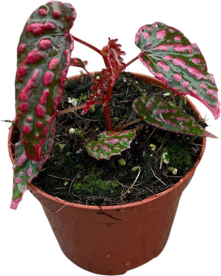 Begonia Pink Lady