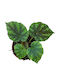 Begonia Pseudoedulis Shiwanshan