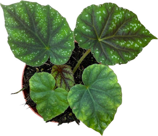 Βιγόνια Begonia Pseudoedulis Shiwanshan
