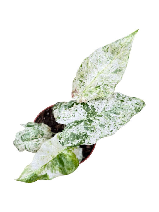 Αλοκάσια Alocasia Odora Variegata Batik Αλοκάσια Alocasia Odora Variegata Batik