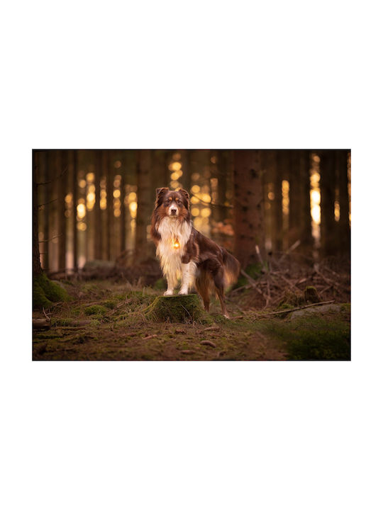 Φωτάκι Orbiloc Dog Dual Amber