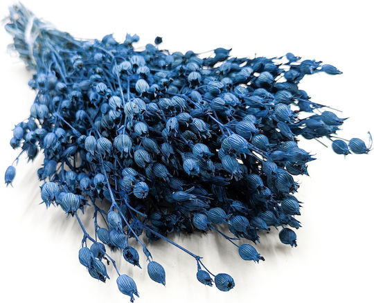 Blumen der Blauen Silene Pflanze