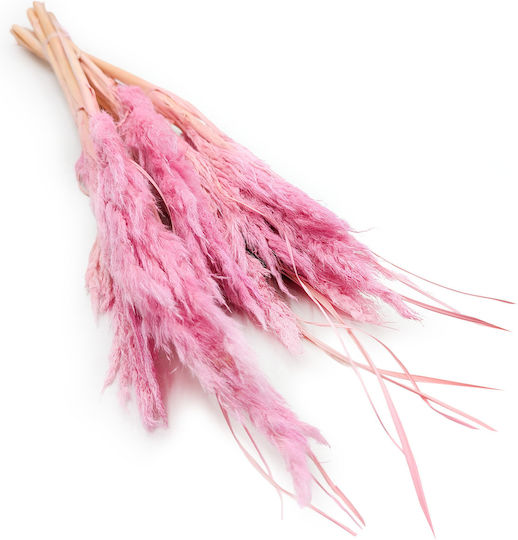 Mini Pampas Grass Roz 10 Bucăți