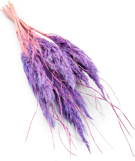 Mini Pampas Grass Lilac 10pcs