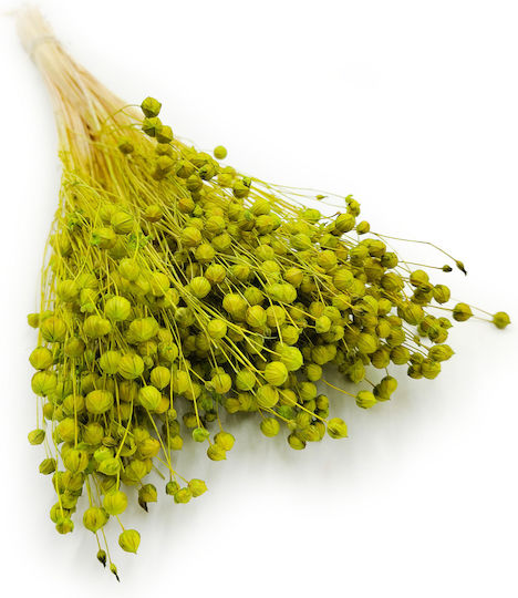 Dried Flaxseed Celadon