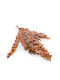 Stabilisierter Eukalyptus Stuartiana Orange