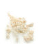 Fennel Bleached