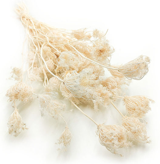 Fenchel Getrocknet