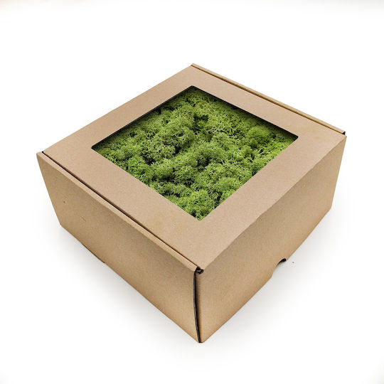 Mușchi De Ren Lichen Norvegia Mediu Verde 500g Net