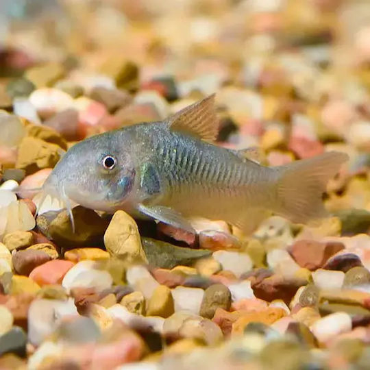 Corydoras Aeneus Grünes 2,8 Cm