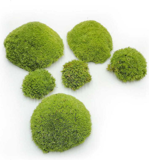 Moss Cushion Light Green Natural 0.1m² 40x25cm France
