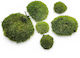 Moss Cushion Dark Green Natural 0.1m² 40x25cm France