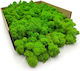 Reindeer Moss Finnish Cleaned Light Green 250g Net