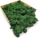 Reindeer Moss Finnish Cleaned Bottle Green 50g Net