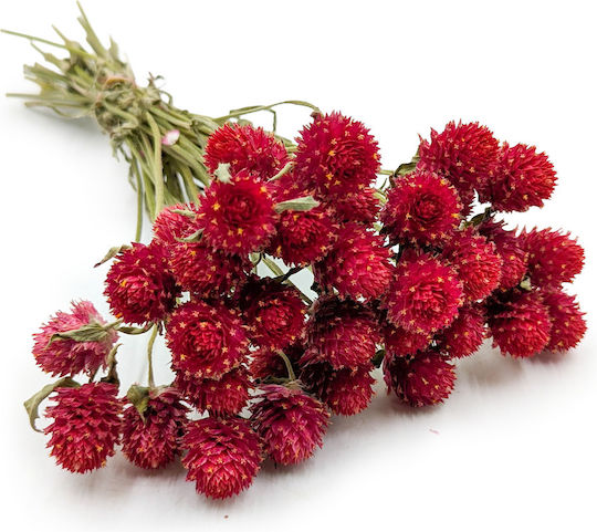 Dried Globe Amaranth Bouquet Globe Everlasting Red