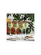 SteweHome Set Likör Kelch Glas Orange 80ml 6 Stück