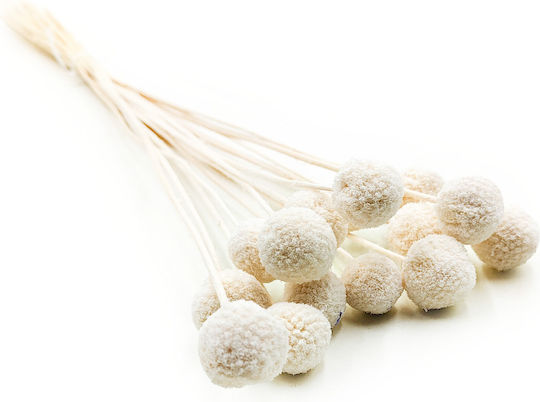 Dried Craspedia Craspedia Natural Extra Bleached Bouquet 15 Pcs