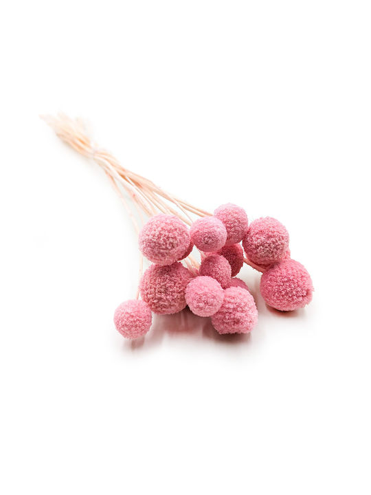 Getrockneter Craspedia Craspedia Extra Rosa Blumenstrauß 15 Stück