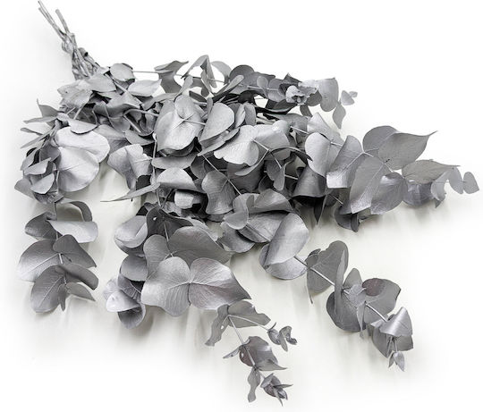 Stabilisierter Eukalyptus Cinerea Silber