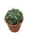 Gymnocalycium Multiflorum 5.5cm