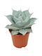 Agave 'dragon Toes' 17cm