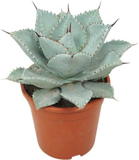 Agave 'dragon Toes' 17cm