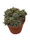 Crassula Humbertii 5.5cm
