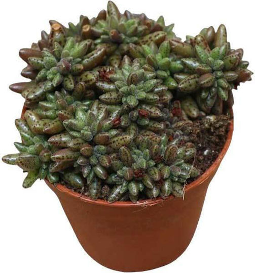 Crassula Humbertii 5.5cm