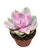 Echeveria 'rainbow' 8.5cm
