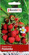 Plantico Wild Erdbeere