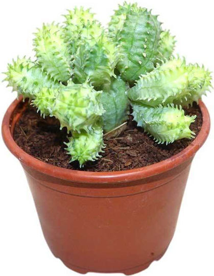 Euphorbia Pseudoglobosa F Variegată 8.5cm