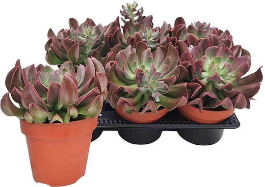 Echeveria 'dark Topsy' 14cm