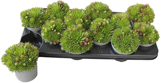 Jovibarba Hirta 10.5cm