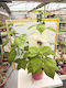 Hibiskus Luna Xxl Weiß