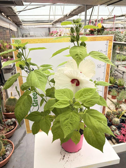 Ιβίσκος Hibiscus Luna Xxl White
