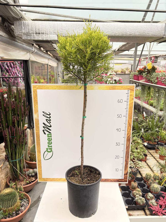 Zitronen-Cupressus Monoblock Stem Zitronen-Cupressus Monoblock Stem