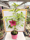 Hibiskus Luna Xxl Rose