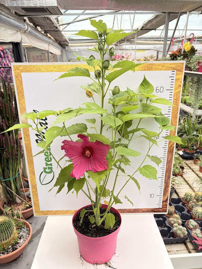 Хибискус Hibiscus Luna XXL Розов