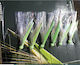 Hayabusa Ex132 Artificial Bait Sabiki Rig Fluorescent No10 10