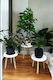 SteweHome White Wooden Plant Stands 23x23x28cm 3 Pieces