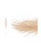 Dried Ecru Pampas Grass 1.40m 1 Bouquet