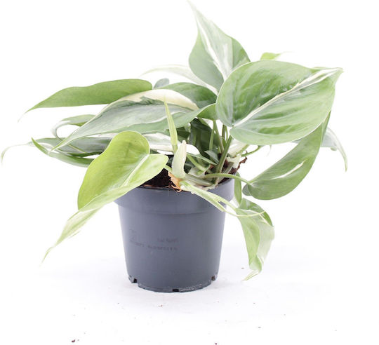 Φιλόδενδρο Philodendron Rio Gabriella